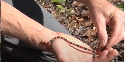 San Antonio snake